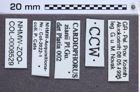 Etikette zu Cardiophorus zianii (Platia & Gudenzi, 2002) (NHMW-ZOO-COL-0008529)